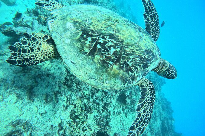 Moana’s Waikīkī Grand Guided Turtle Snorkel & Sailing Adventure - The sail back: drinks and a slower pace