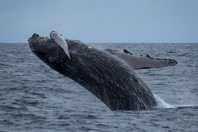 Moana’s Waikīkī Whale Watching Exploration - Winter Whale Season: How the Hunt Actually Works