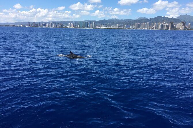 Moana’s Waikīkī Whale Watching Exploration - What You Can Spot: Whales Plus the Whole Food-Chain Show