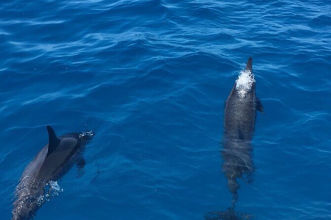 Moana’s Waikīkī Whale Watching Exploration - The Crew and Captain Johnny Factor