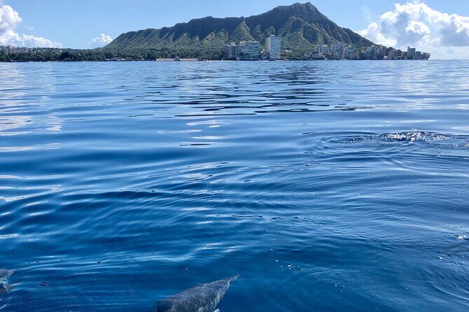 Moana’s Waikīkī Whale Watching Exploration - Price and Value: Is $154.99 Fair for Waikīkī?