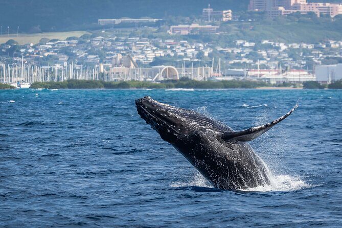 Moana’s Waikīkī Whale Watching Exploration - Motion Sickness, Sun, and the Bring-Your-Own Sanity List