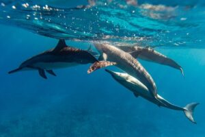 North Shore Oahu Snorkeling Tour - The boat ride: big swells, strong views, and keeping it fun