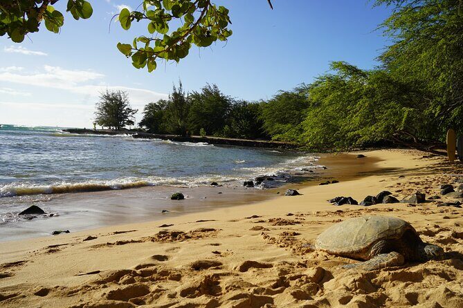 North Shore Surfing Lessons Oahu Hawaii - Instructors make or break it: names worth aiming for