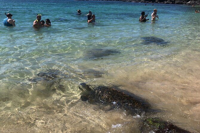 North Shore / Waimea, Falls Day & Swim with Turtles - Haleiwa Stops: Macadamias, Coffee, Cocoa, and Local Shops