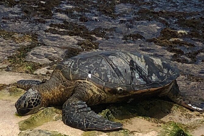 North Shore / Waimea, Falls Day & Swim with Turtles - How the Tour’s Timing and Fitness Level Really Feel