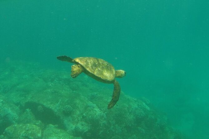 Northshore ocean adventure and circle islandJeep Tour- Guaranteed to see turtles - Sunset Beach and Haleiwa: North Shore surf energy, even on non-surf days