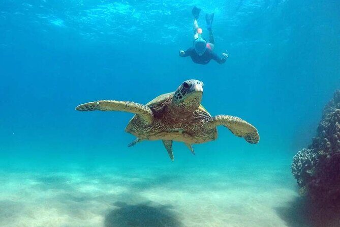 Oahu 5-in-1 Deluxe Cruise: Turtle Snorkeling & Ocean Activities - Snorkeling for green sea turtles: best odds, plus how to get the most