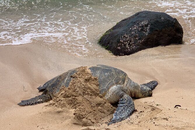 Oahu Allstar Circle Island Tour: Dole, Turtles, Blowhole, Fun - 7:30am Start and the Circle-Island Rhythm