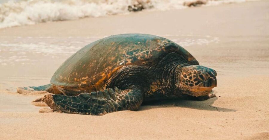 Oahu Circle Island Tour - Best Spots & Beaches - What the 390-Minute Route Really Feels Like (Stops vs. Pass-By)