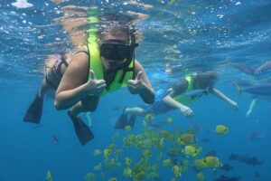 Oahu Dolphin and Snorkel Tour with Waikiki Pickup & Lunch - The Dolphin and Turtle Plan: What the Morning Is Really For