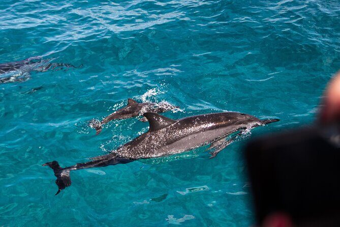 Oahu Dolphin and Snorkel Tour with Waikiki Pickup & Lunch - Snorkeling Stops: How the Water Time Usually Feels