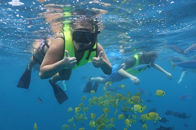 Oahu Dolphin and Snorkel Tour with Waikiki Pickup & Lunch - The Dolphin and Turtle Plan: What the Morning Is Really For