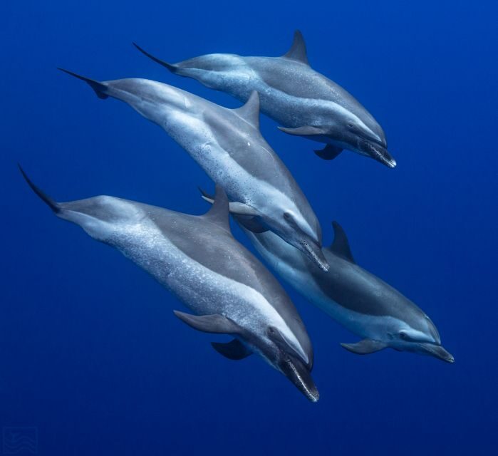 Oahu: Dolphin Swim and Turtle Snorkel Excursion in Waianae - Key takeaways before you go