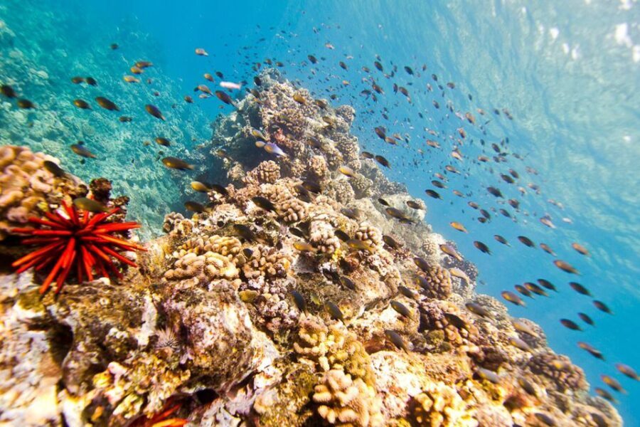 Oahu: Dolphin Swim and Turtle Snorkel Excursion in Waianae - Who this tour suits best (and who should skip it)