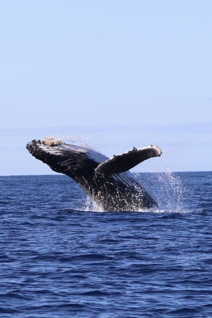 Oahu: Dolphin Swim and Turtle Snorkel Excursion in Waianae - Waianae is built for real wildlife encounters, not just photos