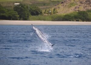 Oahu: Dolphin Swim and Turtle Snorkel Excursion in Waianae - Getting there: pickup timing and why the van ride matters