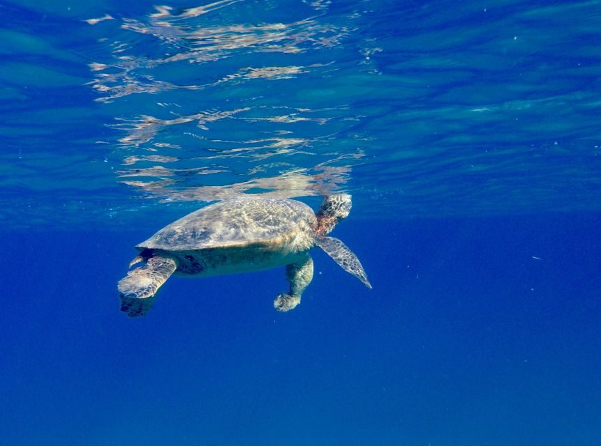 Oahu: Dolphin Swim and Turtle Snorkel Excursion in Waianae - The 32-foot boat cruise: how you look for dolphins, whales, and pods