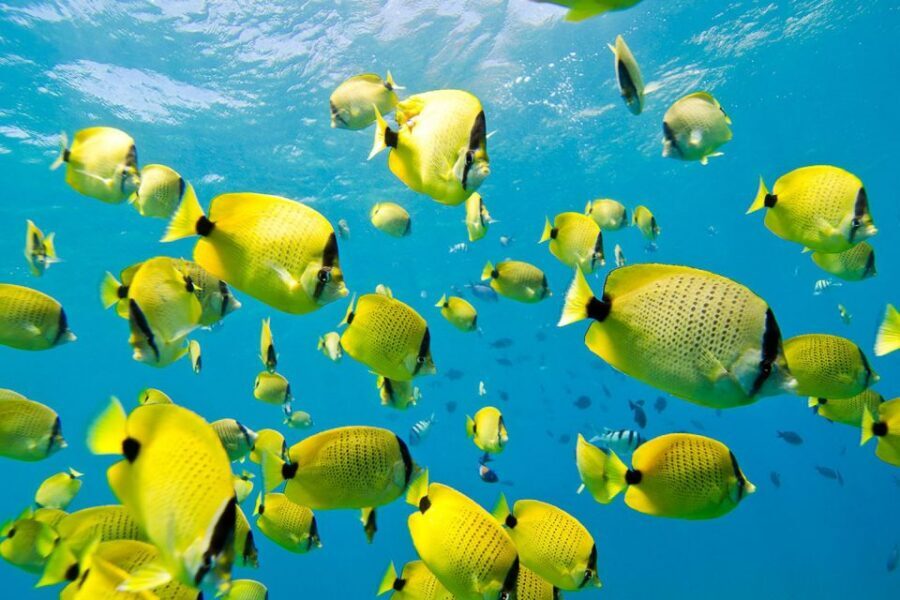 Oahu: Dolphin Swim and Turtle Snorkel Excursion in Waianae - Swimming with dolphins vs. the realistic plan: what to expect on water days