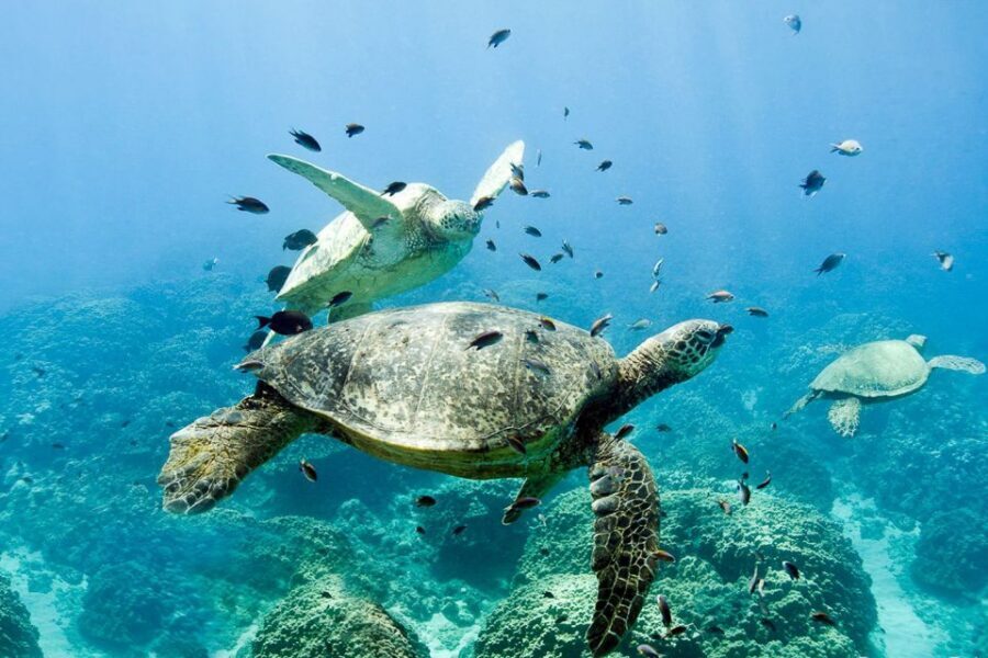Oahu: Dolphin Swim and Turtle Snorkel Excursion in Waianae - Lunch, gear, and the comfort details that add real value
