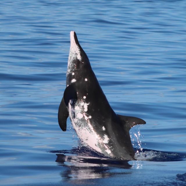Oahu: Dolphin Swim and Turtle Snorkel Excursion in Waianae - Price check: is $193 a good deal for this 3-hour wildlife day?