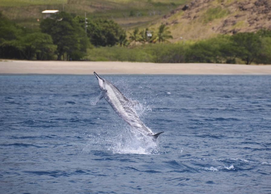 Oahu: Dolphin Swim and Turtle Snorkel Excursion in Waianae - Getting there: pickup timing and why the van ride matters