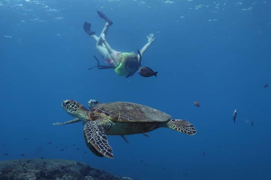 Oahu: Dolphin Watching & Turtle Snorkeling with Waterslide - Why a dolphin boat day plus a slide on Oahu works so well