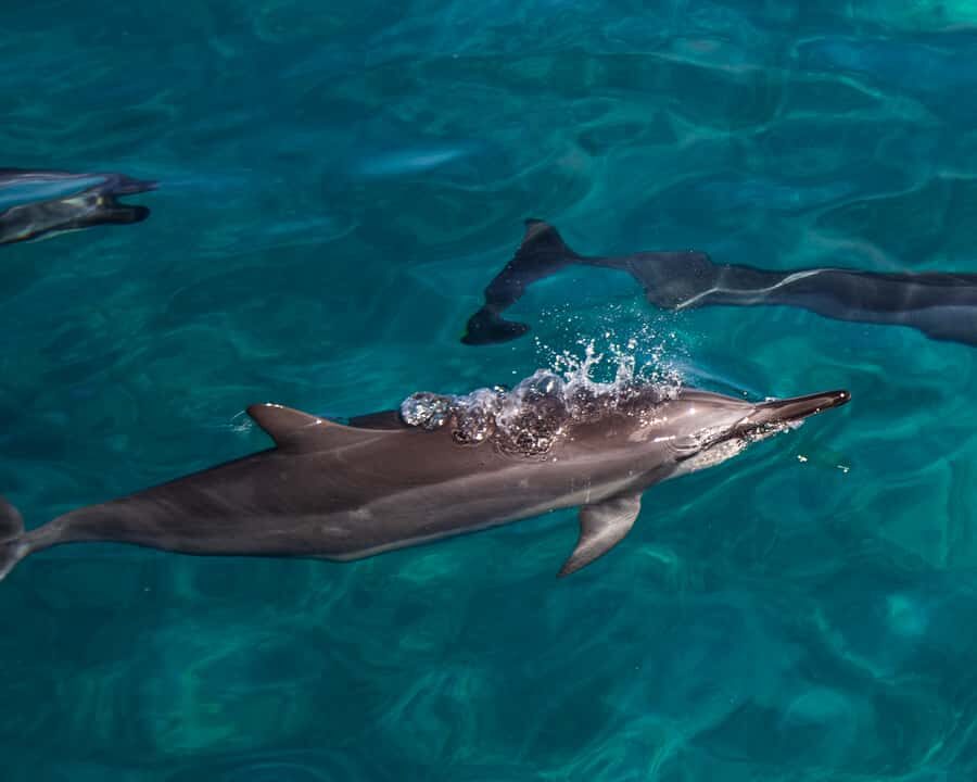 Oahu: Dolphin Watching & Turtle Snorkeling with Waterslide - The start of the day: E Ho Mai and the crew’s energy on the water