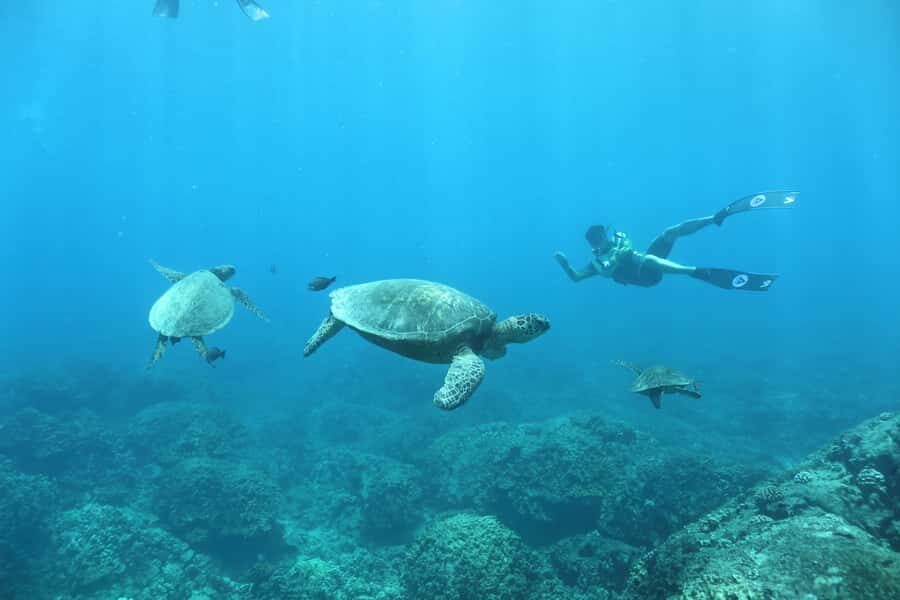 Oahu: Dolphin Watching & Turtle Snorkeling with Waterslide - Snorkeling with honu and tropical fish: what you’ll actually do in the water