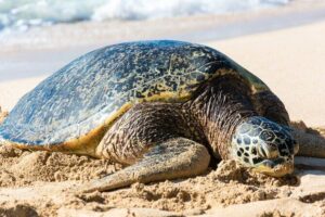 Oahu: Grand Tour Around Island 16 Locations plus Snorkeling - Getting Picked Up in Honolulu: The 7:00 AM Reality Check