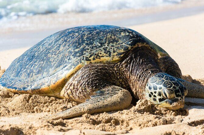 Oahu: Grand Tour Around Island 16 Locations plus Snorkeling - Getting Picked Up in Honolulu: The 7:00 AM Reality Check