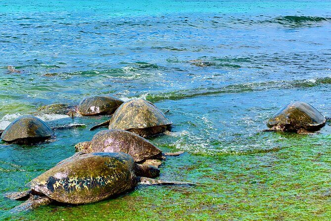 Oahu Guided Circle Island Tour, Swim w/ Turtles, Dole, Blowhole - The Macadamia Nut Farm Break: Local Taste Without Feeling Staged