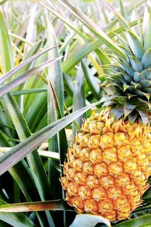 Oahu: Guided Tour of North Shore and Waimea Botanical Garden - Shared vs Private: Pick the Group Style That Fits Your Day