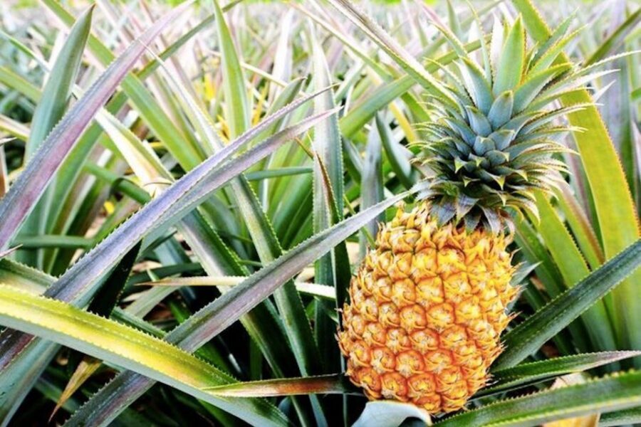 Oahu: Guided Tour of North Shore and Waimea Botanical Garden - Meeting Up: Waikiki Hotel Pickups and a 9-Hour Game Plan