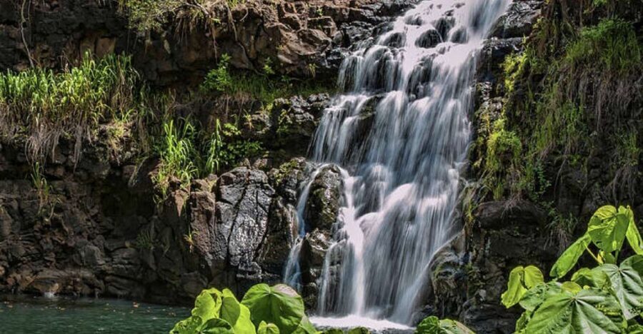 Oahu Hidden Gems & Waimea Botanical Garden/Waterfall tour - Waimea Valley Botanical Garden: Rare Hawaiian Plants and Global Collections
