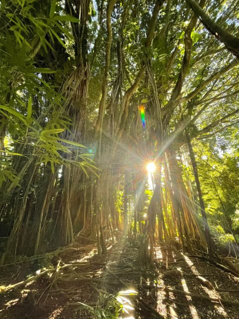 Oahu: Hidden Hawaii Waterfall Hike and Beach Tour - Four Hours to Waterfall Views and Lanikai Sand