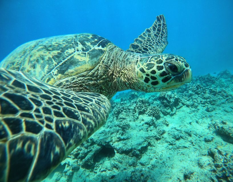 Oahu: Honolulu Turtle Canyon Snorkeling Tour - Key Things I’d Plan Around