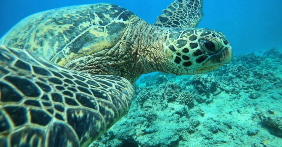 Oahu: Honolulu Turtle Canyon Snorkeling Tour - Turtle Canyon Snorkeling: What 3 Hours Feels Like Under the Sun