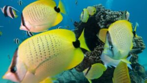 Oahu: Honolulu Turtle Canyon Snorkeling Tour - Getting Started at Ala Moana and Getting Gear On Quickly