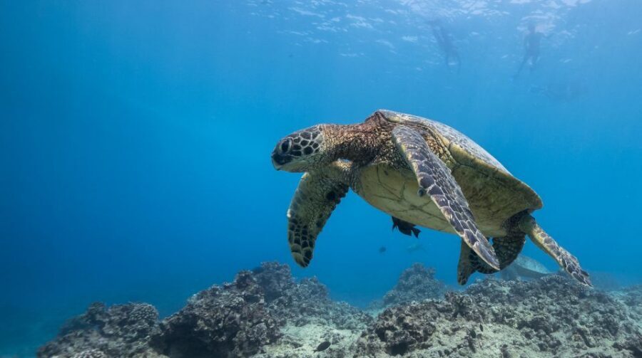 Oahu: Honolulu Turtle Canyon Snorkeling Tour - Boat Ride Over Clear Water: Waikiki Looks Different From Here