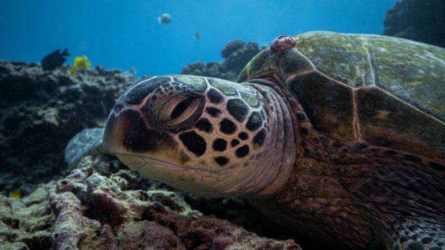 Oahu: Honolulu Turtle Canyon Snorkeling Tour - Price and Value: Is $138 for 3 Hours Reasonable?