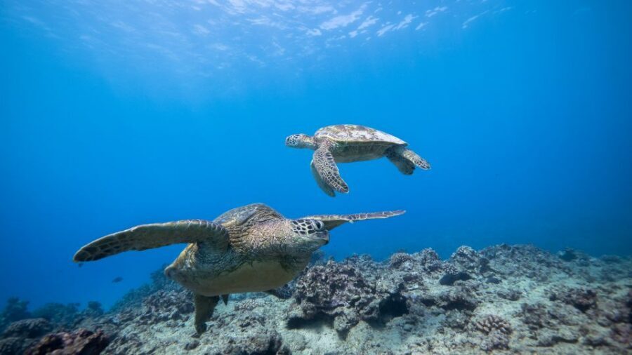 Oahu: Honolulu Turtle Canyon Snorkeling Tour - Who This Tour Suits (and Who Should Rethink It)