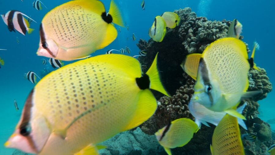 Oahu: Honolulu Turtle Canyon Snorkeling Tour - Getting Started at Ala Moana and Getting Gear On Quickly