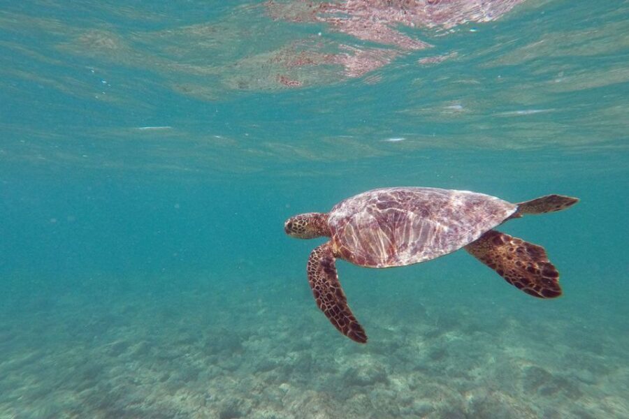 Oahu: Kailua Guided Kayak Excursion with Lunch - Getting kitted up in Kailua before you hit the water