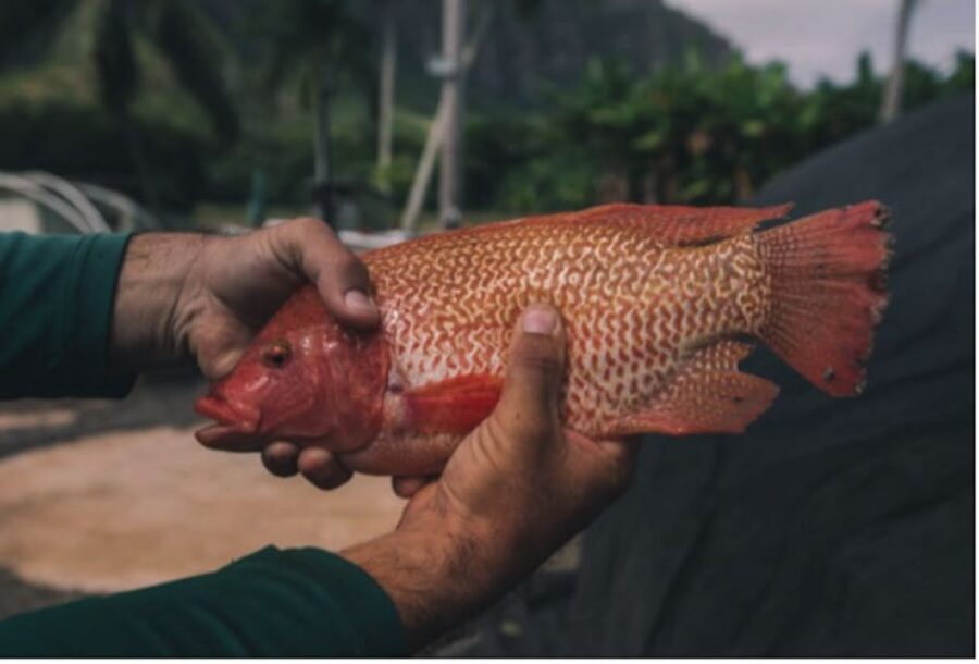 Oahu: Kualoa Movie Sites, Jungle, and Buffet Tour Package - Should You Book Kualoa’s Movie, Jungle, and Grown Package?