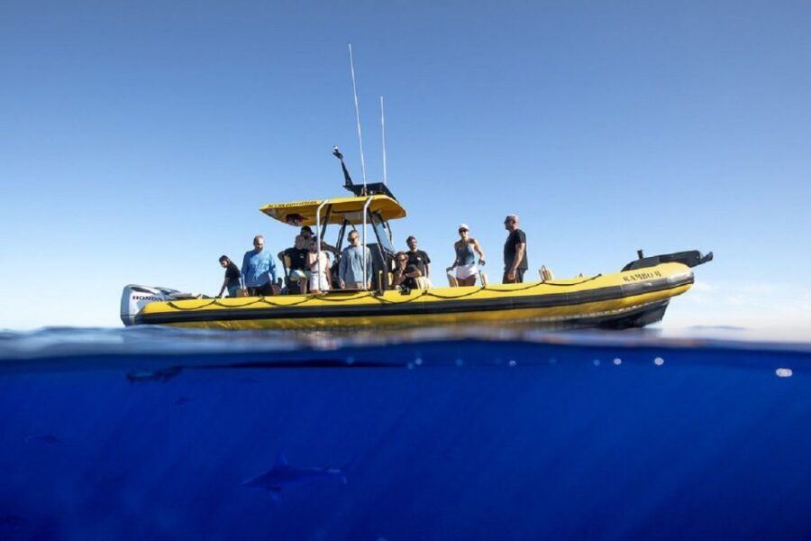 Oahu: North Shore Marine Life Tour from Haleiwa - Getting To Haleiwa and the Rambo II Slip 19 Start
