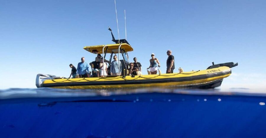 Oahu: North Shore Marine Life Tour from Haleiwa - Spotting Dolphins, Turtles, Rays, and the Shark Search