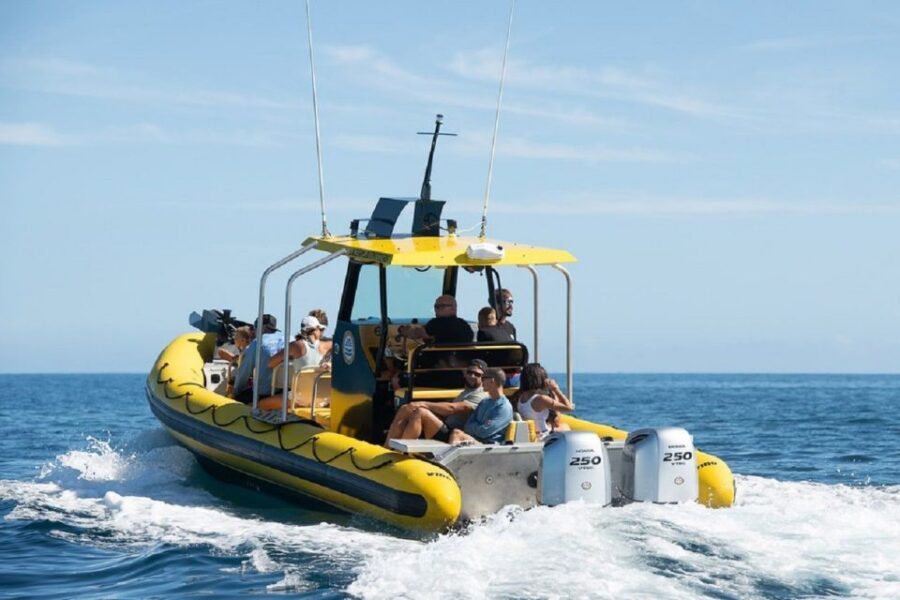 Oahu: North Shore Marine Life Tour from Haleiwa - Ka’ena Coastline Views and North Shore Surf Breaks