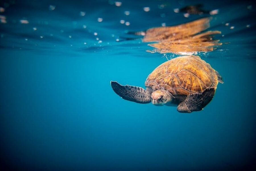 Oahu: North Shore Snorkeling Tour from Haleiwa - Season matters: when the tour runs and whale context