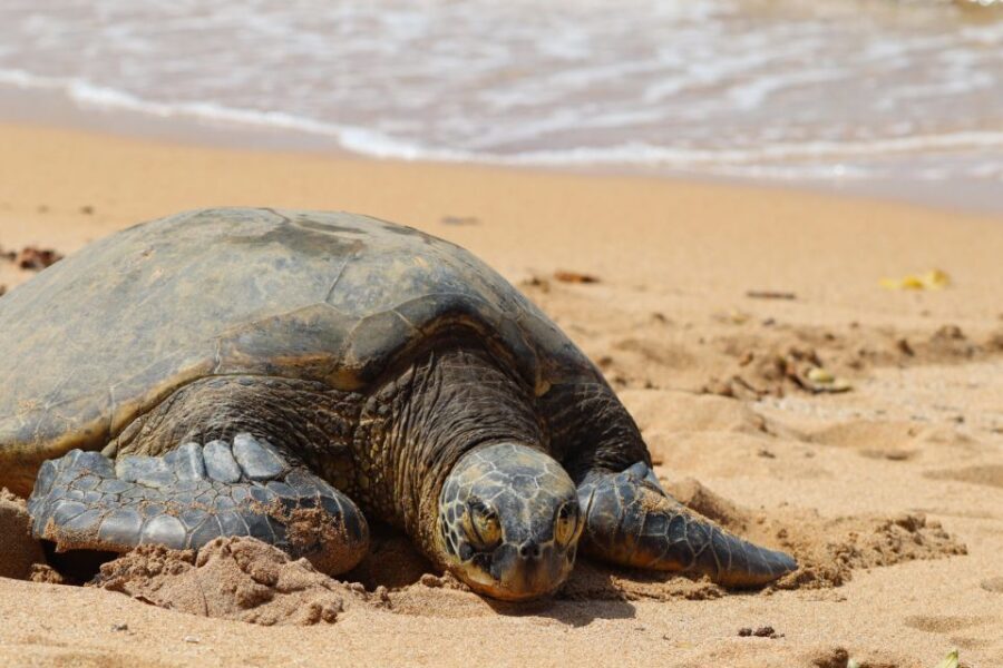 Oahu: Oahu Ultimate Grand Circle Island Tour - Meeting in Waikiki without losing the first hour